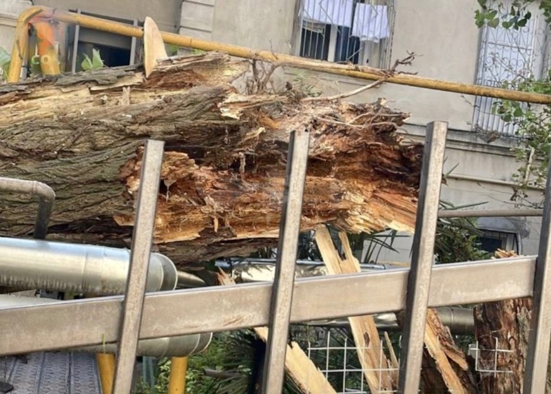 Упавшее дерево в Сочи повредило газовую трубу