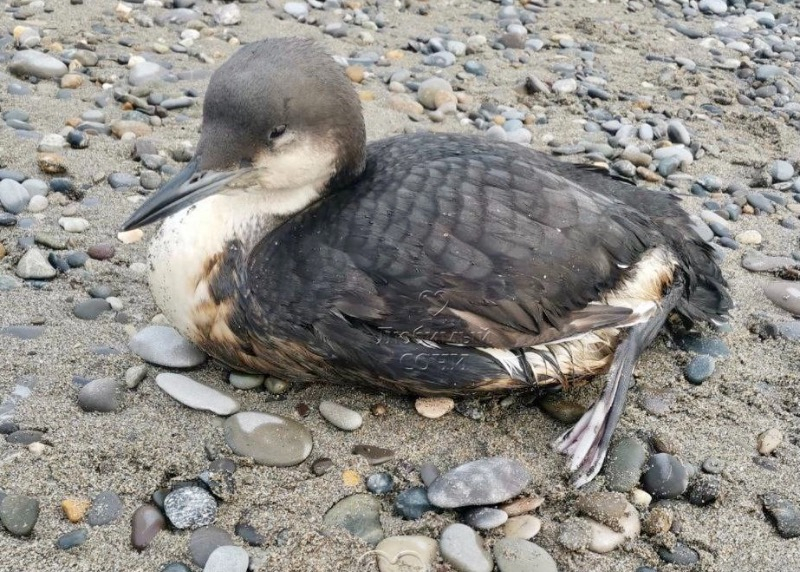 На сочинском пляже обнаружили несколько пострадавших  птиц