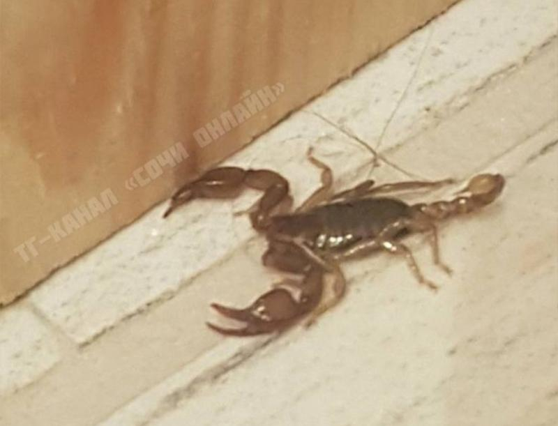 Скорпион проник в дом сочинцев