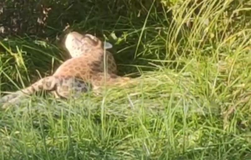 В центре Сочи заметили лежавшего в траве леопарда