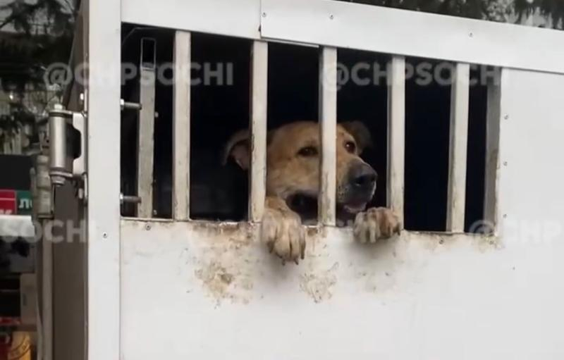 В центре Сочи обнаружили грузовик с полуживыми собаками