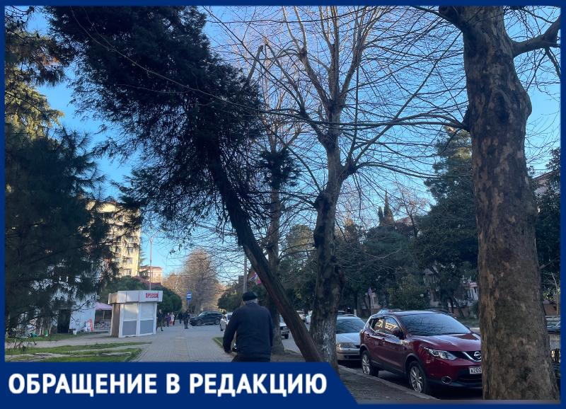 «На вид все жутко»: жительница Адлерского района пожаловалась на опасные деревья у дома