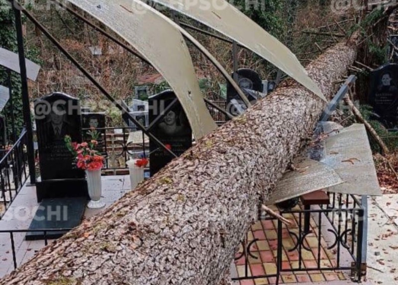 Дерево рухнуло прямо на могилы на кладбище в Сочи