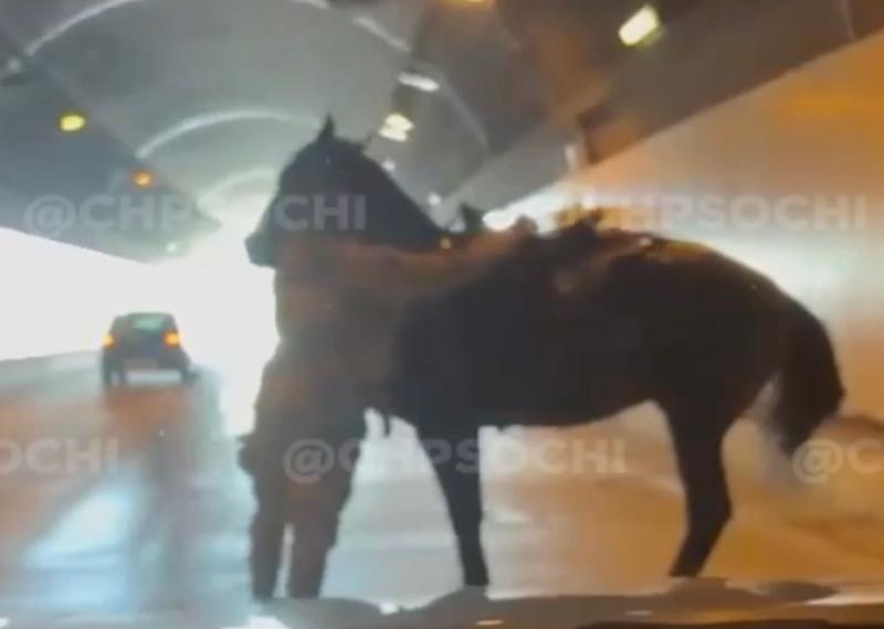 Всадник и лошадь едва не попали под колеса автомобиля в тоннеле Сочи