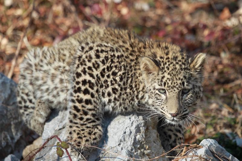 Трех леопардов из Сочи планируют выпустить в дикую природу