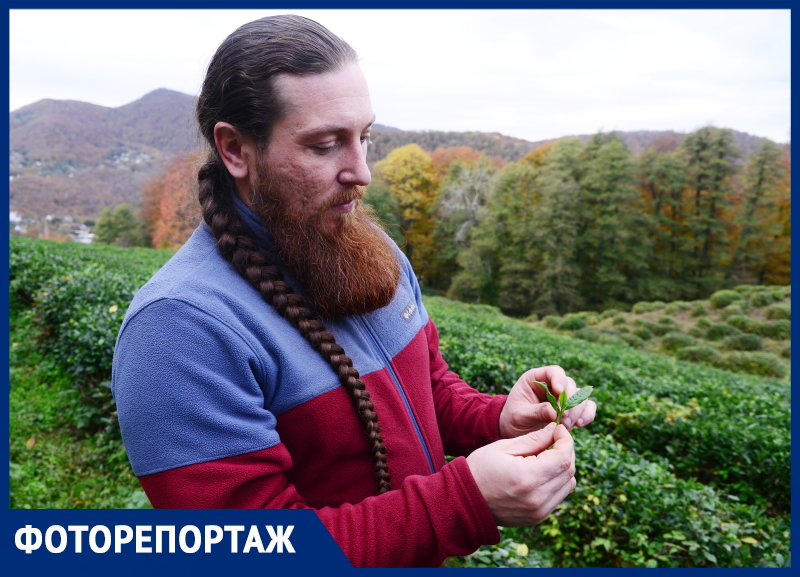 «Каждый кусочек нашей земли используется по назначению»: фермер рассказал о честном бизнесе и правильном сборе чая в Сочи