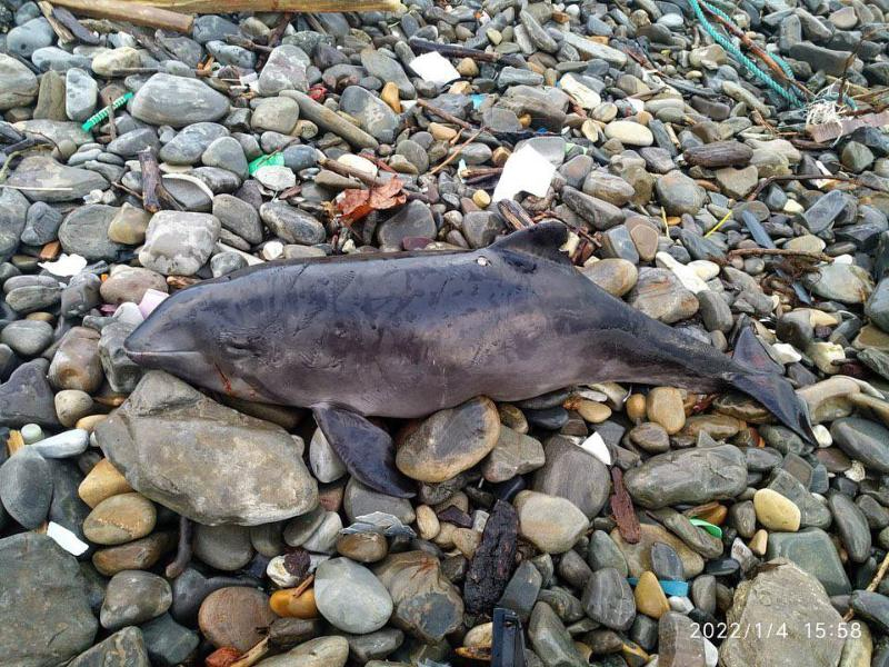 На сочинском пляже обнаружили труп тупомордого дельфина