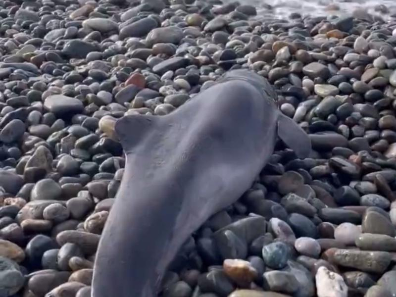 Мертвого дельфина обнаружили на пляже в Сочи