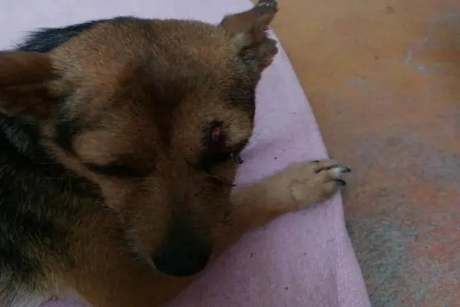 Собака стерегла погибшего в ДТП хозяина на трассе Джубга – Сочи